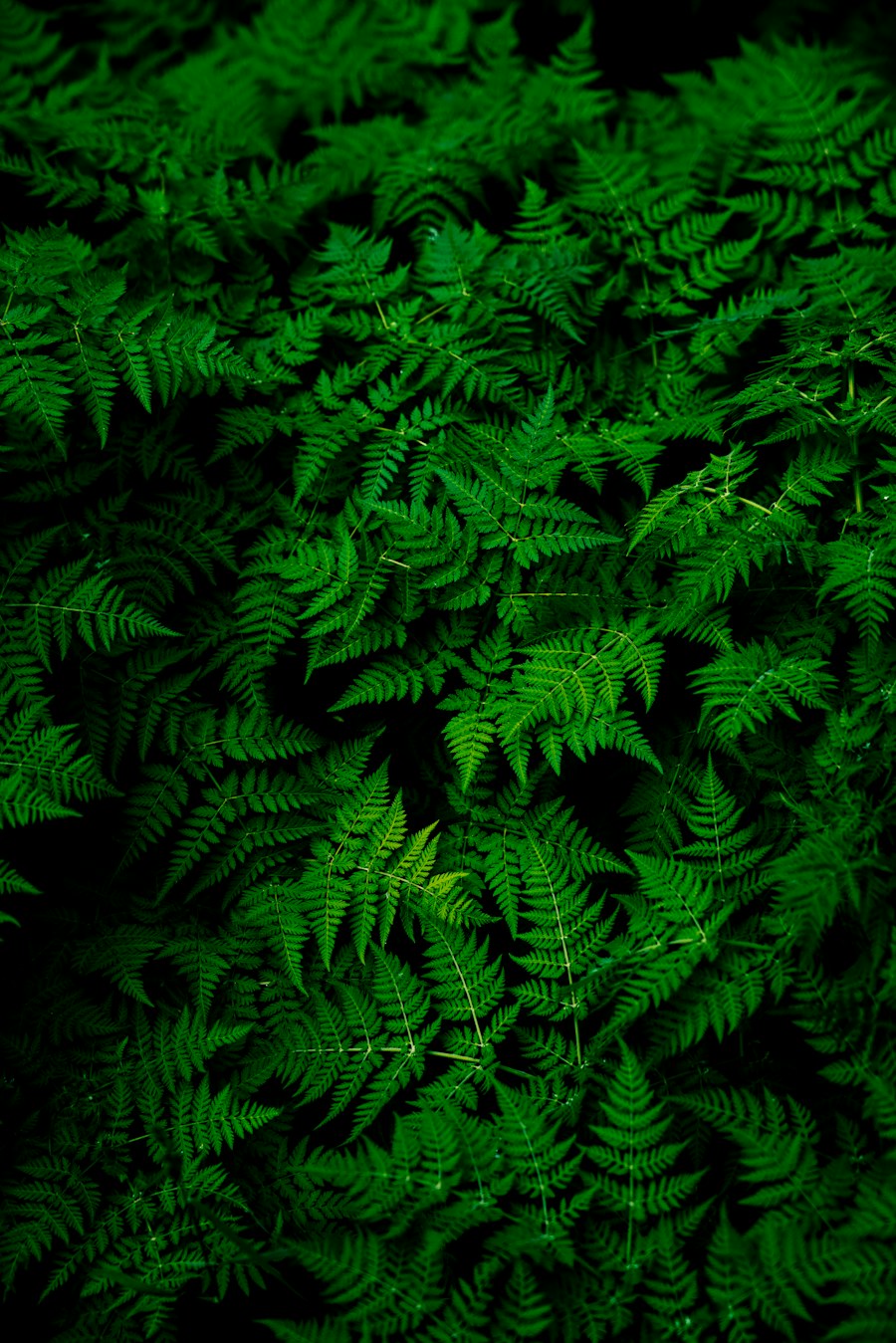 Close-up fern leaves used as decorative green inspiration